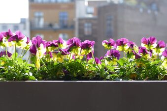 Das Bild zeigt Blumen im Balkonkasten.